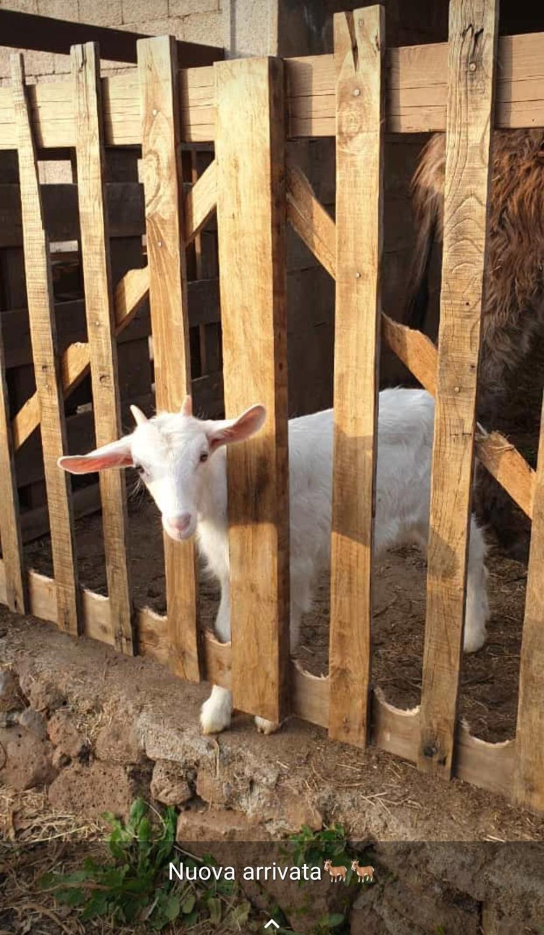 Azienda Agricola Affittacamere S'Ispinalba Di Laura Pitzolu Borore Ngoại thất bức ảnh